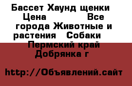 Бассет Хаунд щенки › Цена ­ 20 000 - Все города Животные и растения » Собаки   . Пермский край,Добрянка г.